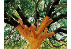 The pursuit of extreme reality of natural aesthetics-XINFLOORING The pursuit of extreme reality of natural aesthetics-XINFLOORING