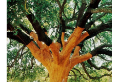 The Underlayment of the Floor The Underlayment of the Floor